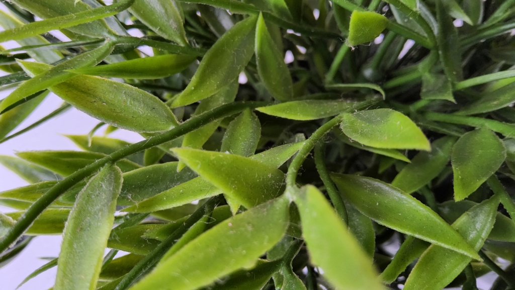 Image of Potted Plant Close Up Taken On Samsung Galaxy Tab S8 Ultra's Rear Camera