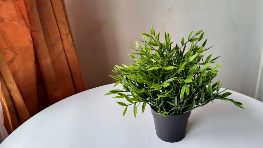 Image of Potted Plant Taken On Samsung Galaxy Tab S8 Ultra's Rear Camera