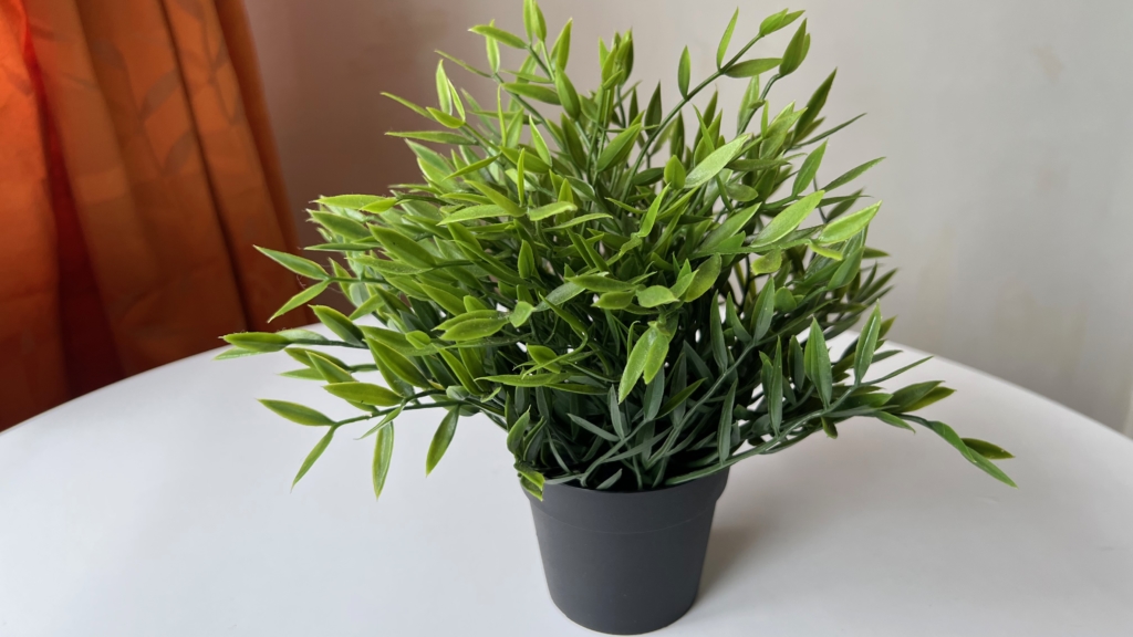 Image of Potted Plant Taken On iPhone 13 Pro's Rear Camera