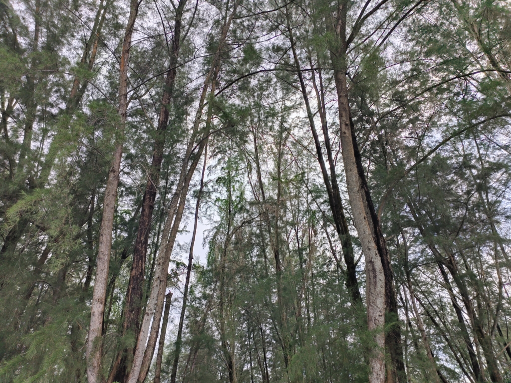 Trees WIthout AI Mode